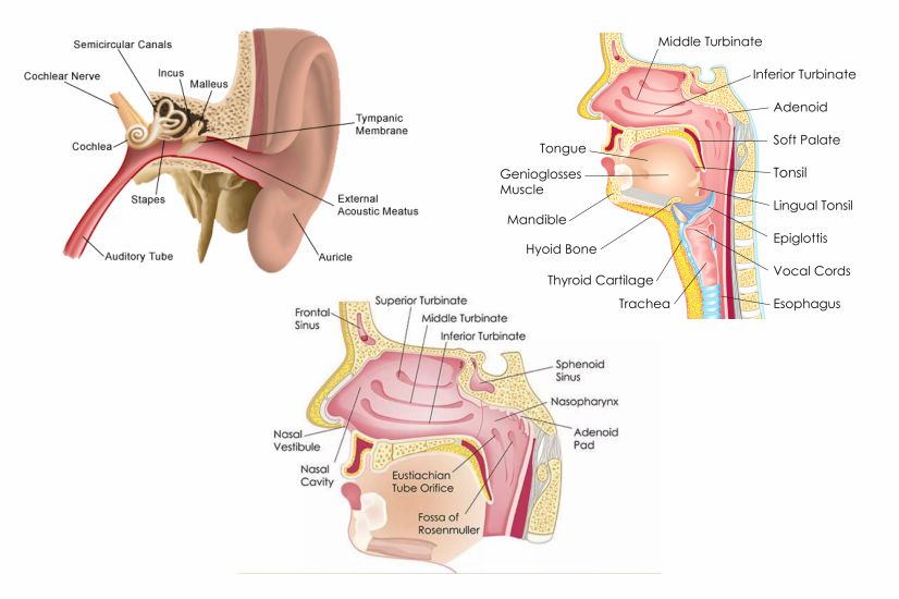 Otolaryngology (ENT) - Head & Neck Surgery